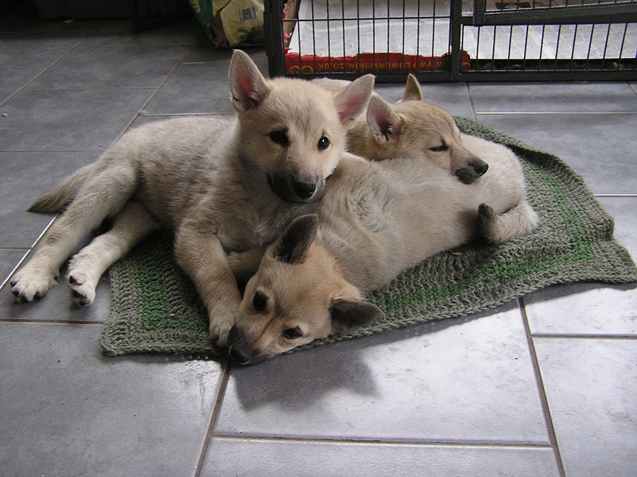 Am I Ready For A Buhund?