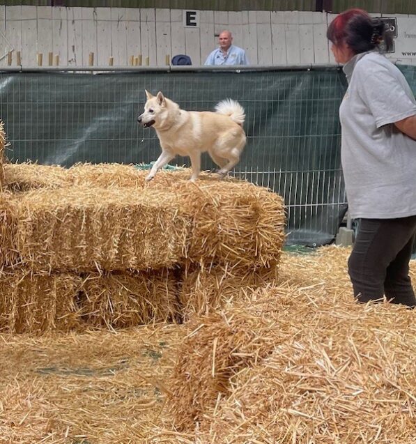 Barn Hunt