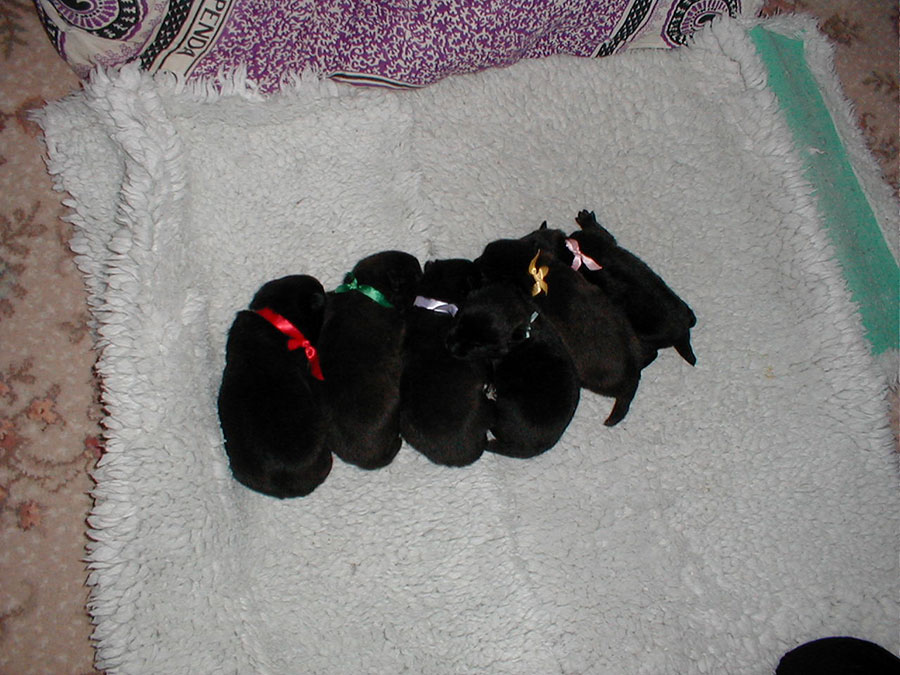 Lifespan 12-16 Years