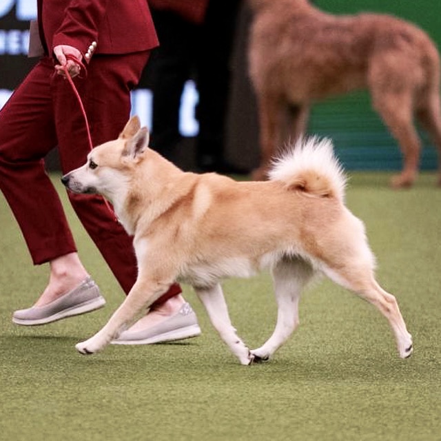 Show Dog