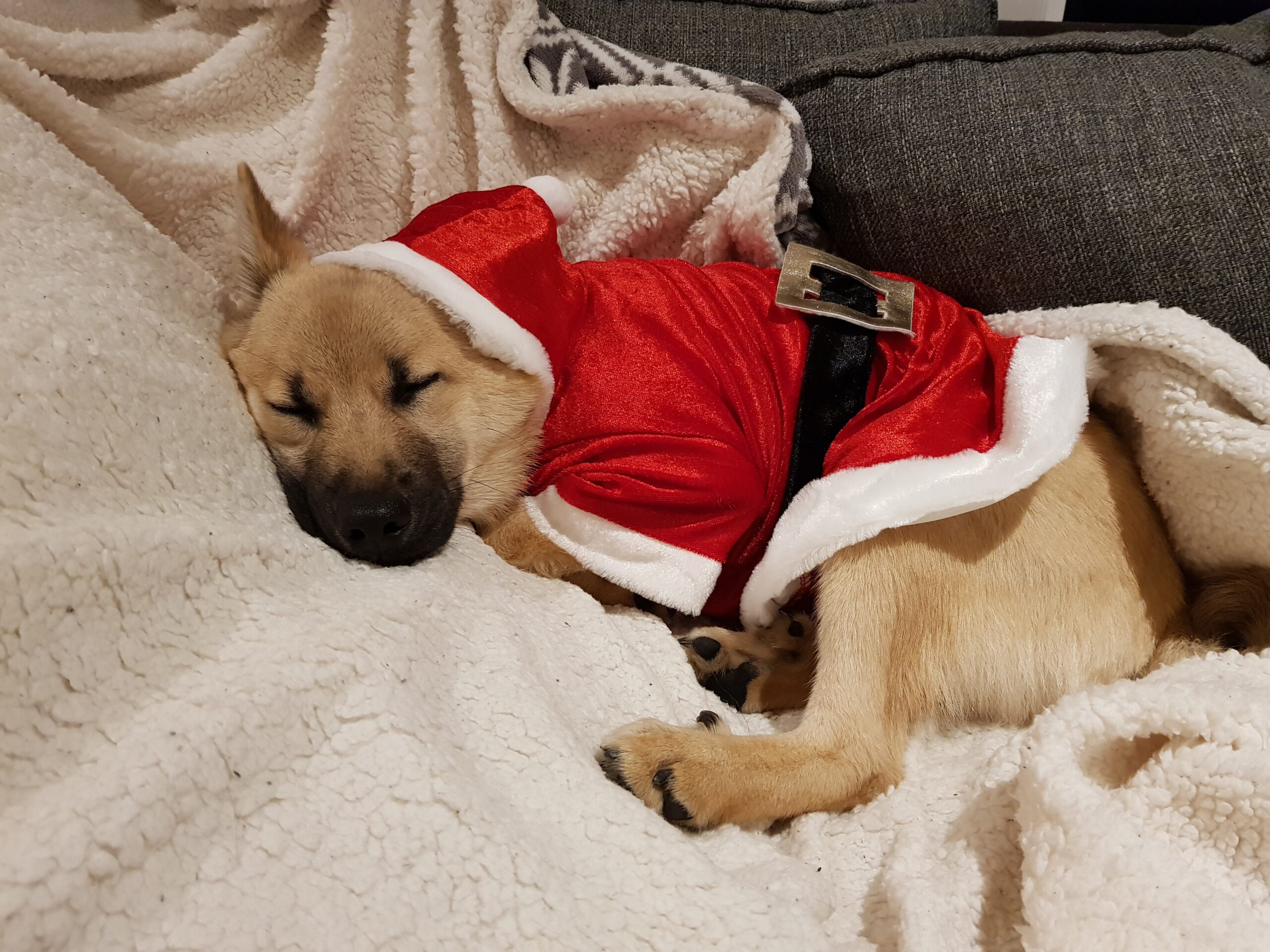 Family Dog