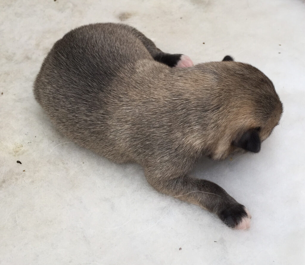 Top-down view of a small brown puppy lying on a light concrete floor, showing its back and curled tail.