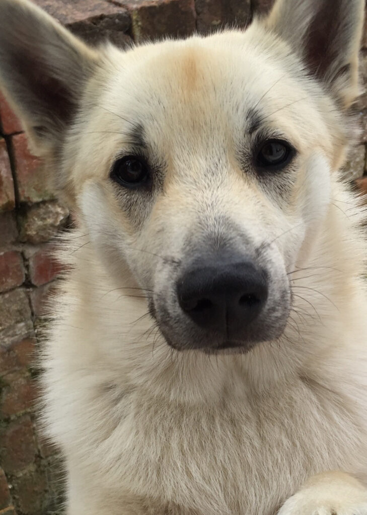 Close-up of a light-colored dog staring at the camera, with a black nose and dark eyes, brick wall behind.