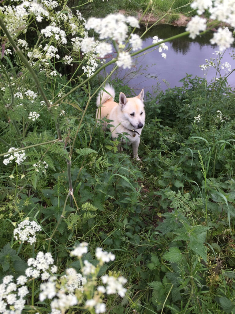 Cream-colored dog standing among tall white flowering plants by a calm riverbank.