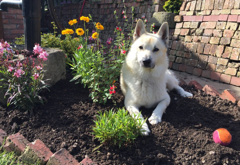 White fluffy dog sitting in a flower-filled garden bed with a brick wall behind and a colorful tennis ball nearby.