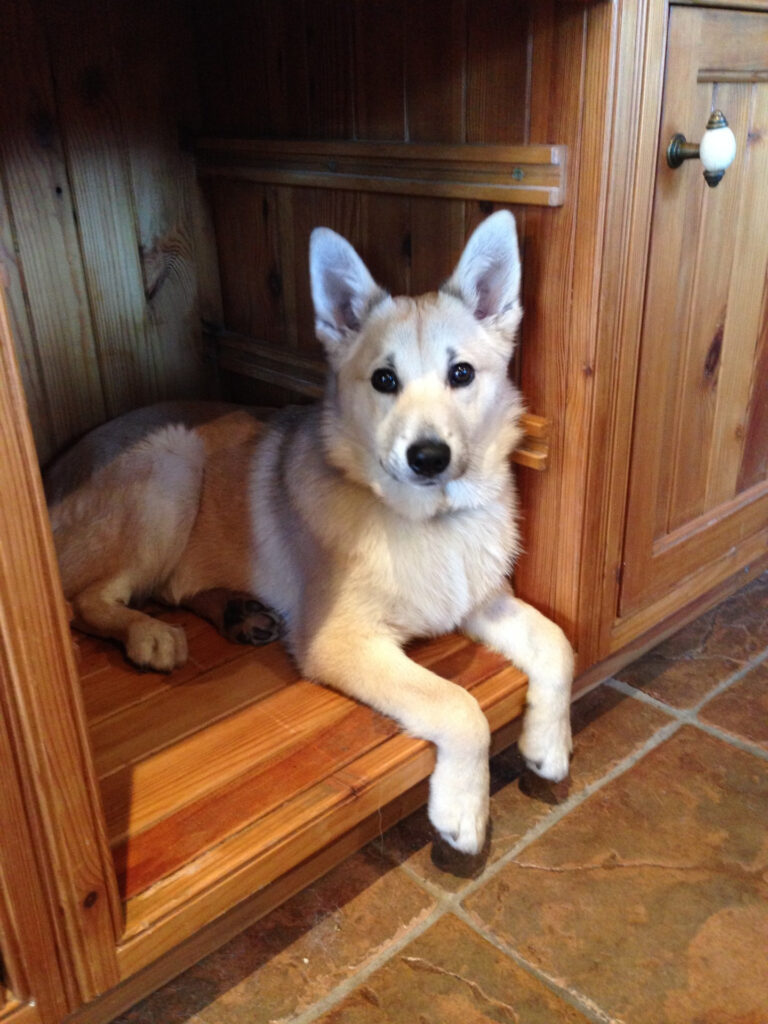 Young dog lying inside a wooden cabinet, looking at the camera with alert ears and dark eyes.