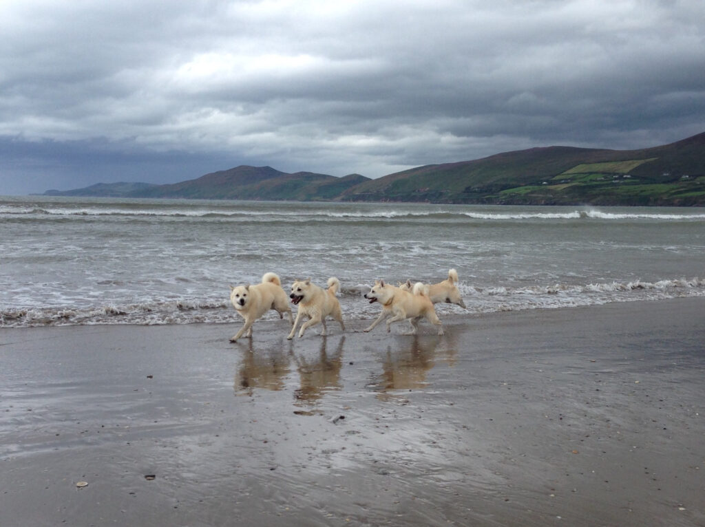 Group of white dogs running along the wet sand at the edge of the sea with waves and a green hillside under a cloudy sky in the background.